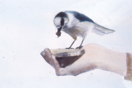 Bird Eating Out of a Hand, n.d.