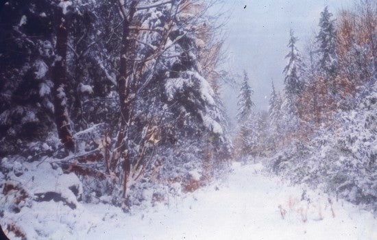 Path in Winter, n.d.