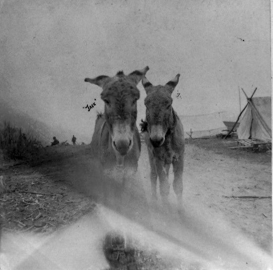 Little Burro, 1898.