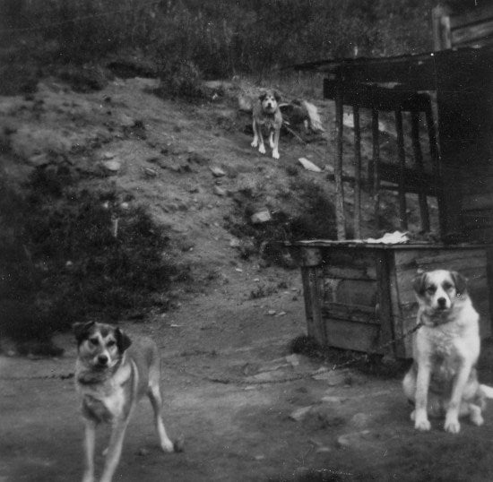 Three dogs outside, n.d.