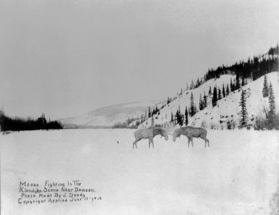 Moose Fighting in the Klondike,  June 17, 1910.