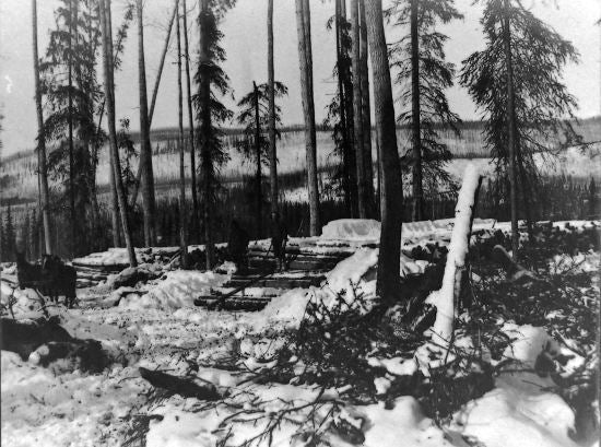 Log Loading Area, Twelve Mile River Valley, c1907.