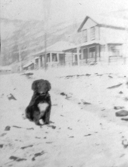 Dog, c1930.