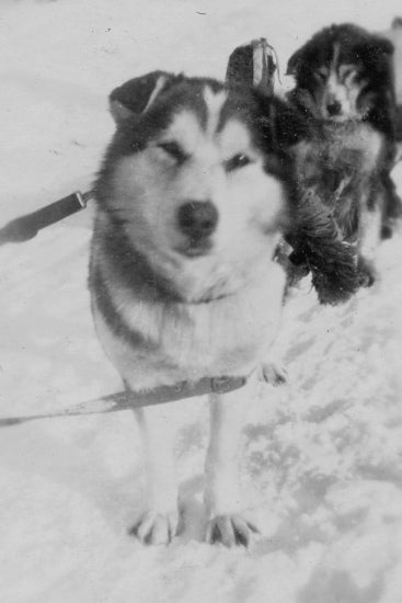 Sled Dogs in Harness, n.d.