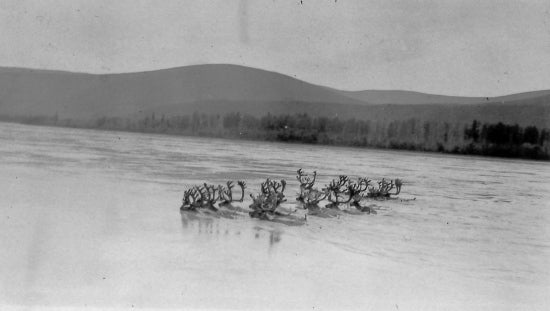 Herd of Caribou, c1930.