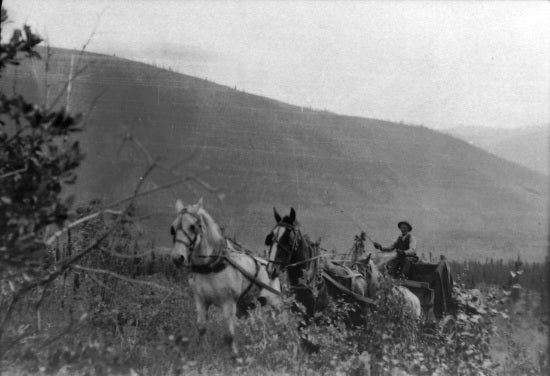 Angus McIntyre Driving a Team, July 1933.