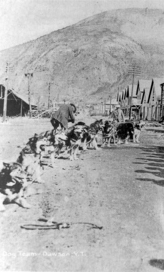 Dog Team,  Dawson City, c1910.
