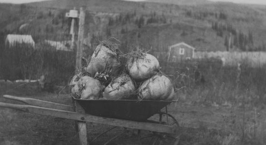Summer Harvest, c1918.