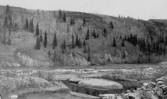 Caribou on the Klondike River, 1922.