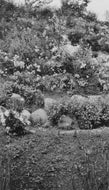 Butchart's Garden, 1929.