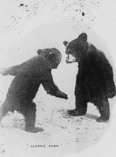 Alaska Cubs, n.d.