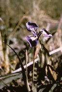 Wild Iris, 1963.