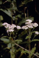 White Yarrow, 1963.