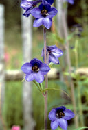 Delphinium, 1963.