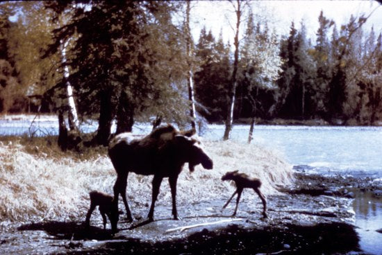 Moose and Calves, n.d.