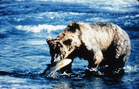 Grizzly Bear Fishing for Salmon, n.d.