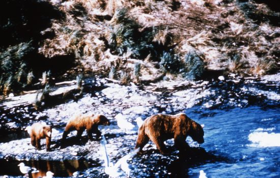 Grizzly Bear and Cubs, n.d.