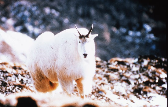 Mountain Goat, n.d.