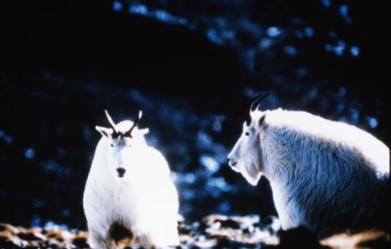 Mountain Goats, n.d.