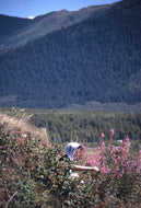 Star Jones Picking Raspberries, Kenai Penninsula, 1962.
