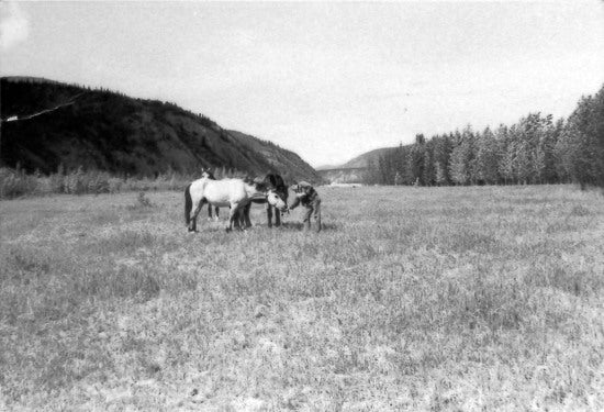 Horses on Sister's Island, 1966.