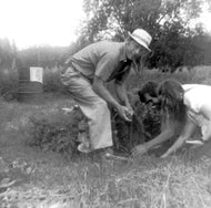 Harvesting Potatoes, 1976.