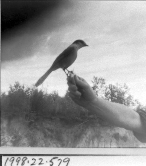 'Camp Robber', Canada Jay Perched on Ian Bremner's Hand, 1965.