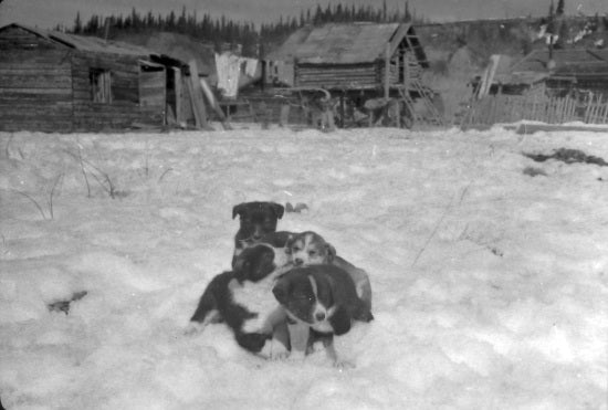 Young Puppies, c1936.