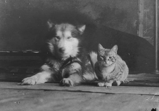 Dog and Cat, n.d.