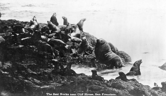 Seal Rocks in San Fransisco, c 1912