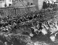 Vegetable Garden, c1915.