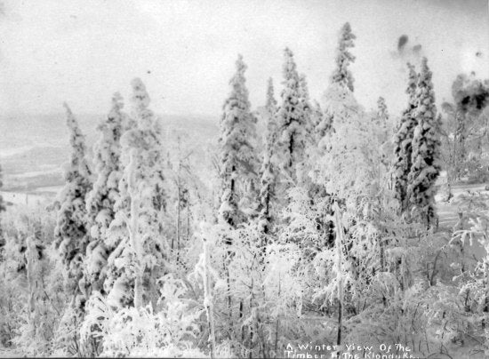 A Winter View of the Timber in the Klondike, c1915.