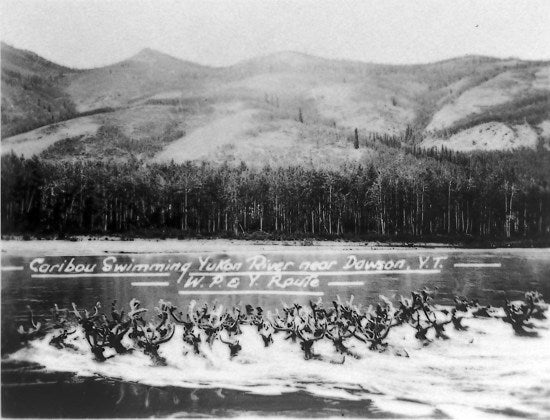 Caribou Swimming the Yukon River, c1928.