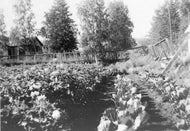 Marit Dines' Garden, c1930.