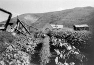 Marit Dines' Garden, c1930.