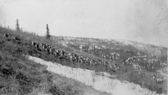 Caribou on the Hills near Dawson YT, 1927.
