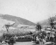 Container Garden, c1900.