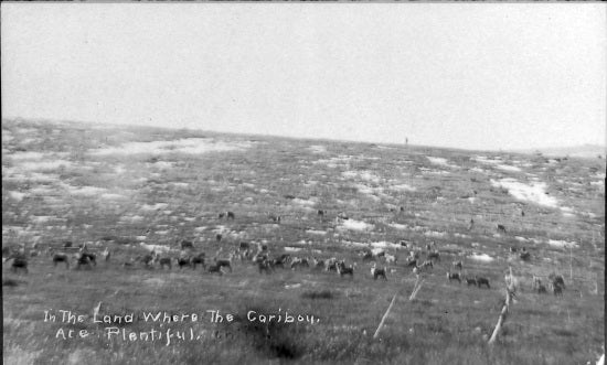 In the Land Where the Caribou are Plentiful, 1913.
