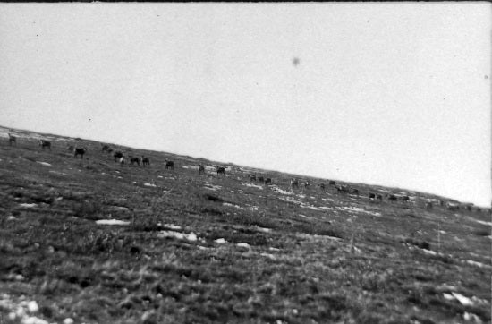 Caribou Treck, 1913.