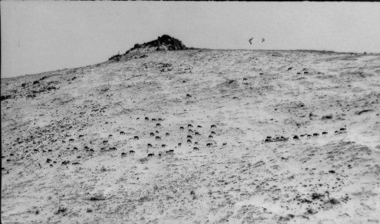 Caribou Treck, 1913.
