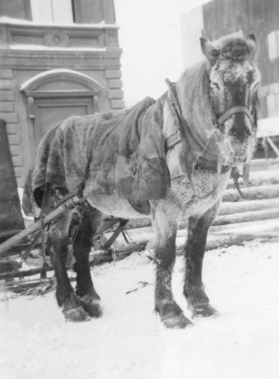 Horse for Pulling Wood Saw, 1938.