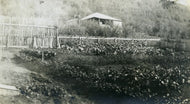 McCarter Garden, 1916.