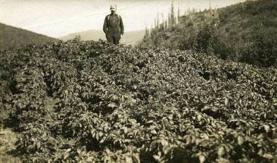 Mr. Morris in his Potato Patch, c1916.