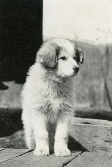A Malamute, n.d.