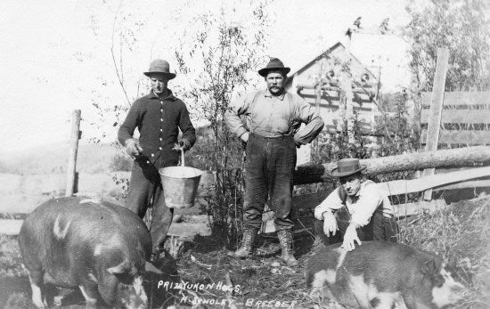 Prize Yukon Hogs, H. Scholey Breeder, c1906.