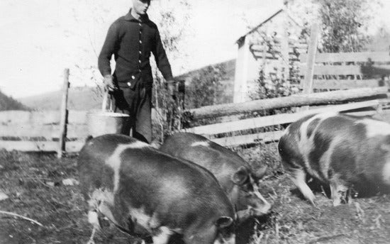 Harvey and His Hogs, c1906.