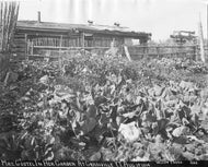 Mrs. Godtel In Her Garden At Granville Y.T. August 18,1914