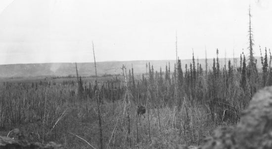 Moose,c1932