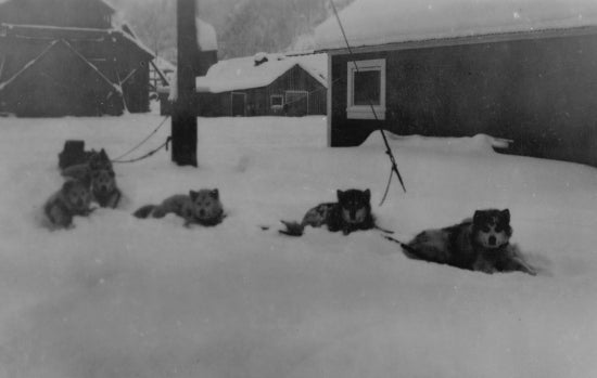 Mounties Dog Team, Bear Creek, 1932