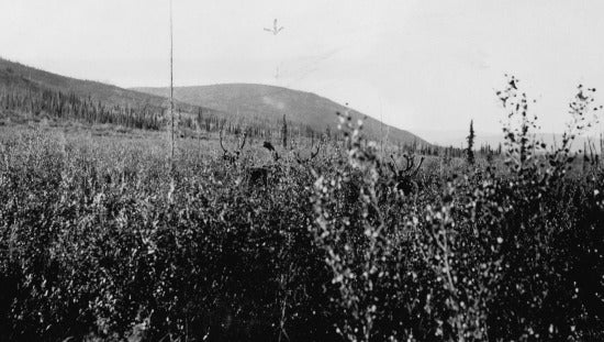 Moose, c1933
